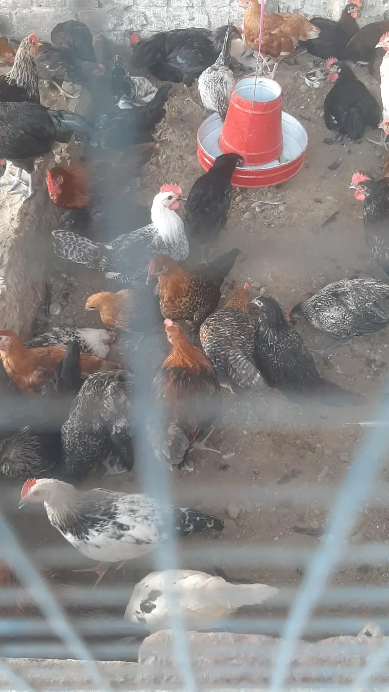 golden desi pathy pathiyan healthy and active  1200Rs kilo — photo 2