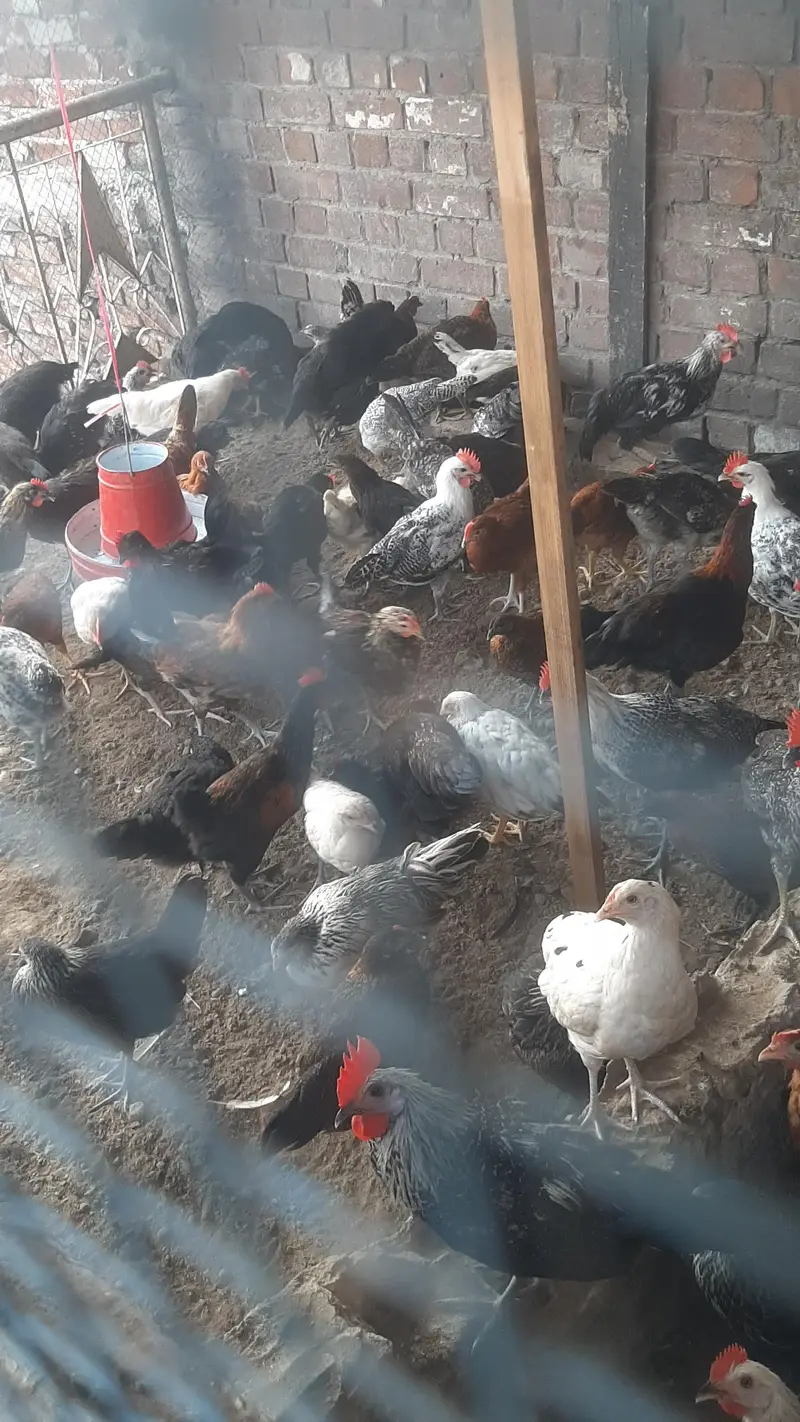 golden desi pathy pathiyan healthy and active  1200Rs kilo — photo 3