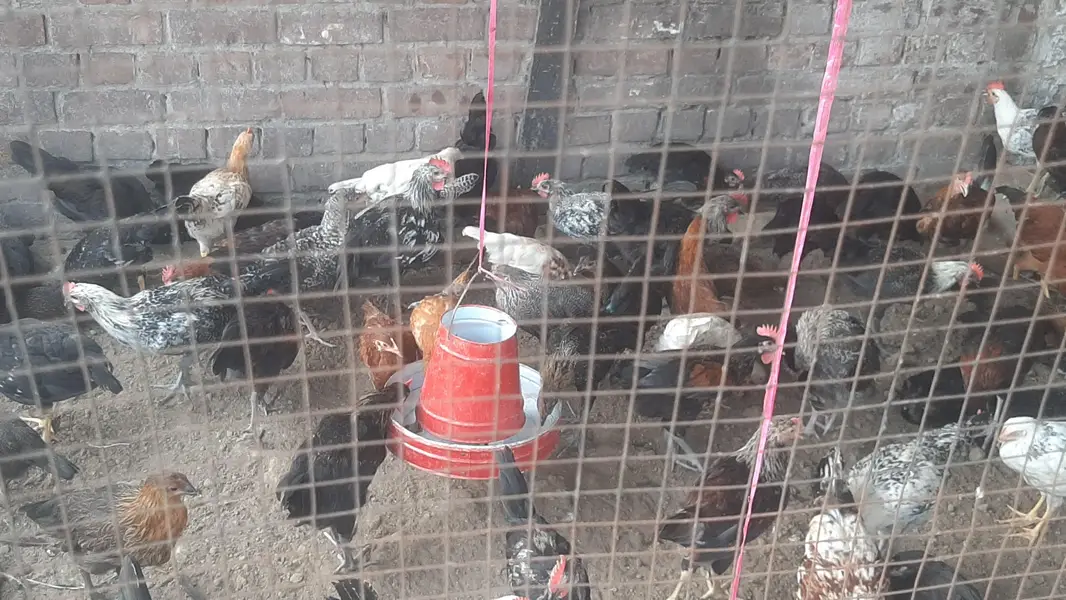 golden desi pathy pathiyan healthy and active  1200Rs kilo — photo 4