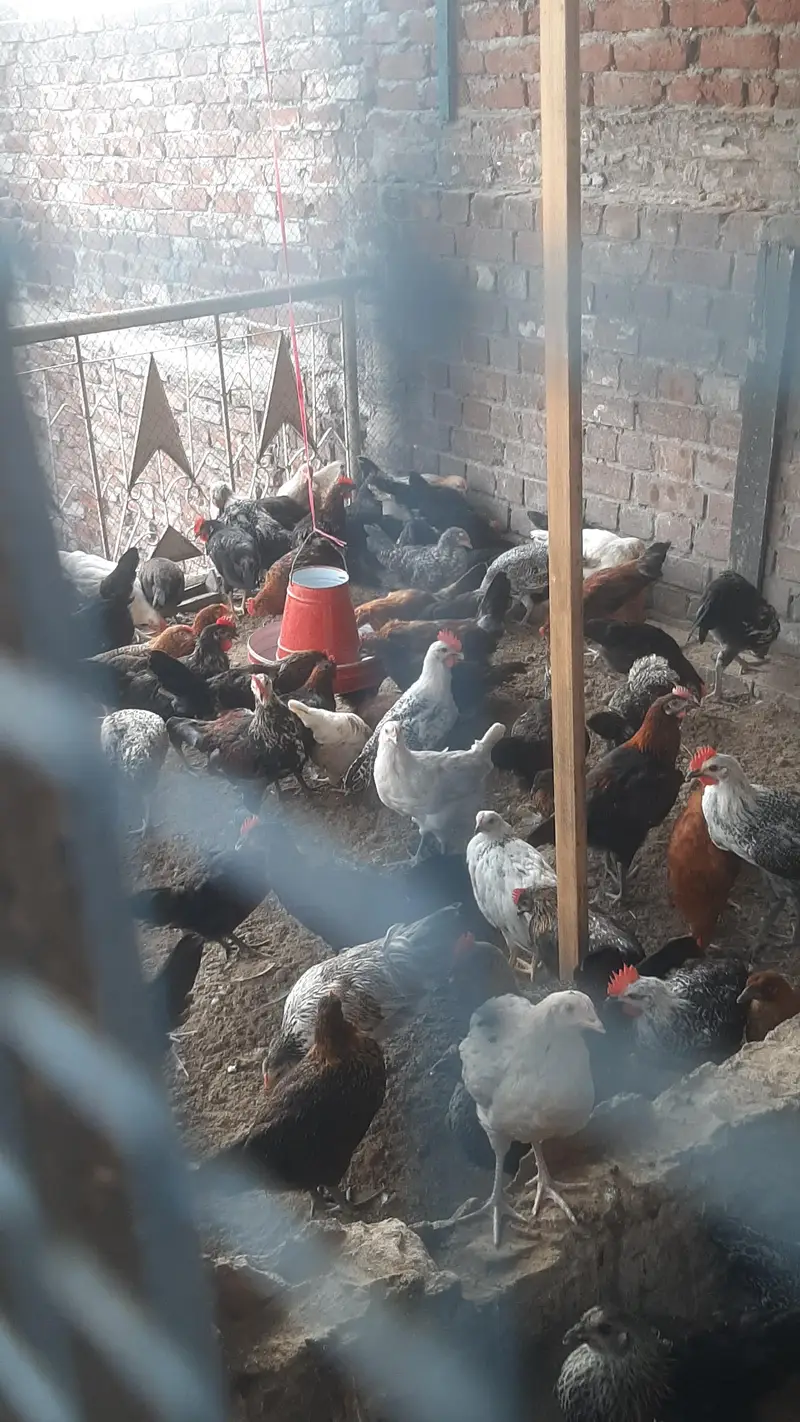 golden desi pathy pathiyan healthy and active  1200Rs kilo — photo 6