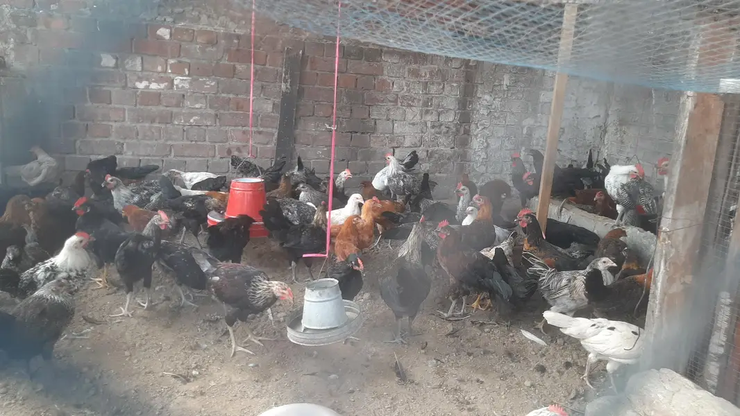 golden desi pathy pathiyan healthy and active  1200Rs kilo — photo 7