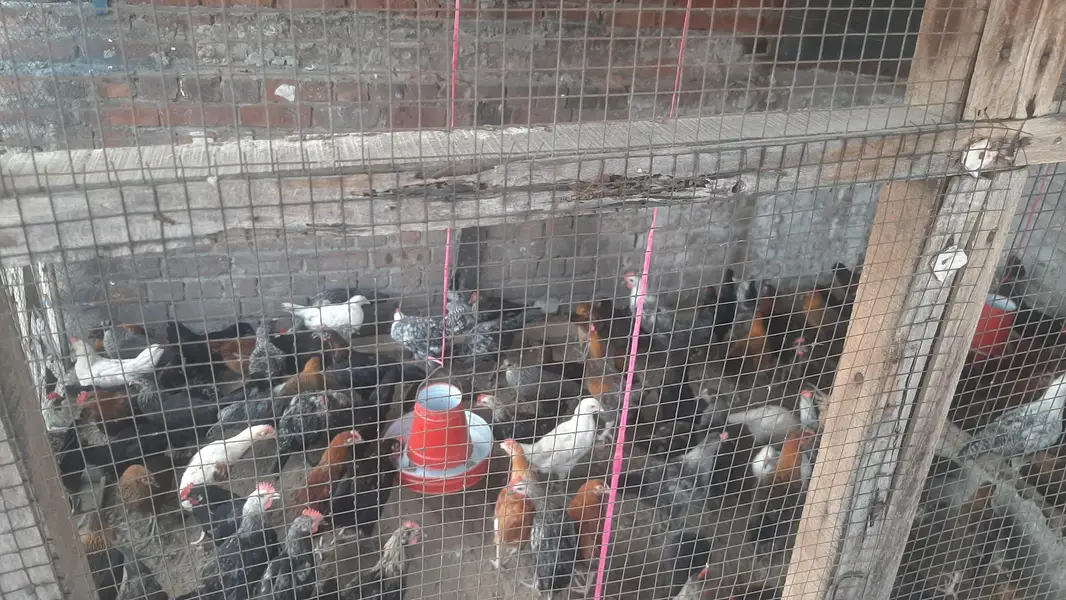 golden desi pathy pathiyan healthy and active  1200Rs kilo — photo 8