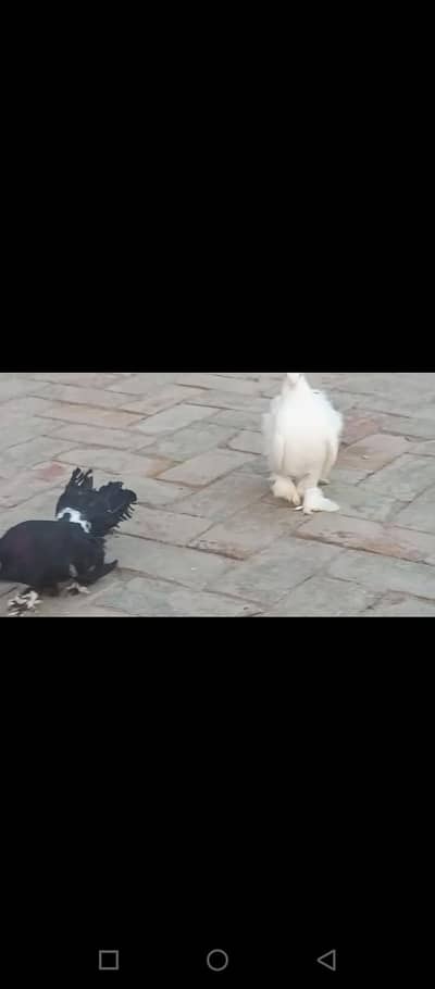 Indian Lakay white and black At Low price