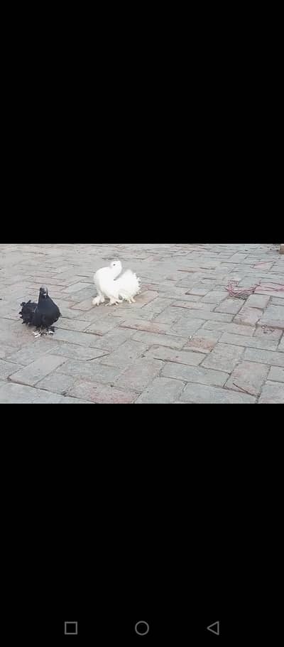 Indian Lakay white and black At Low price