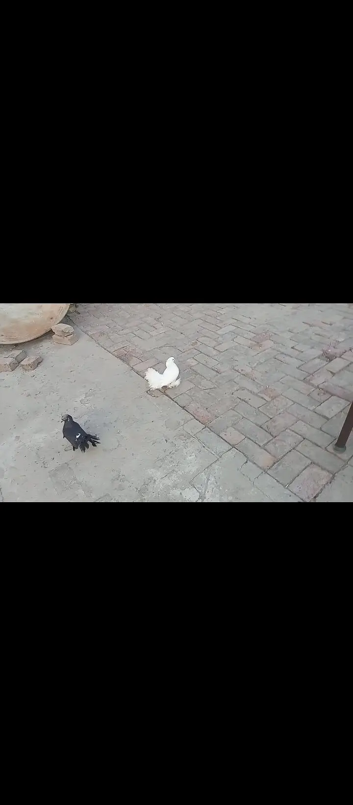 Indian Lakay white and black At Low price — photo 3