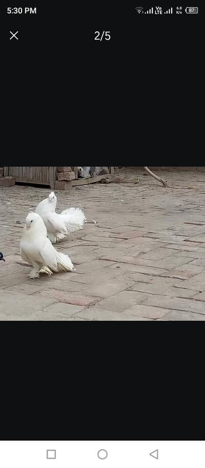 Indian Lakay white and black At Low price