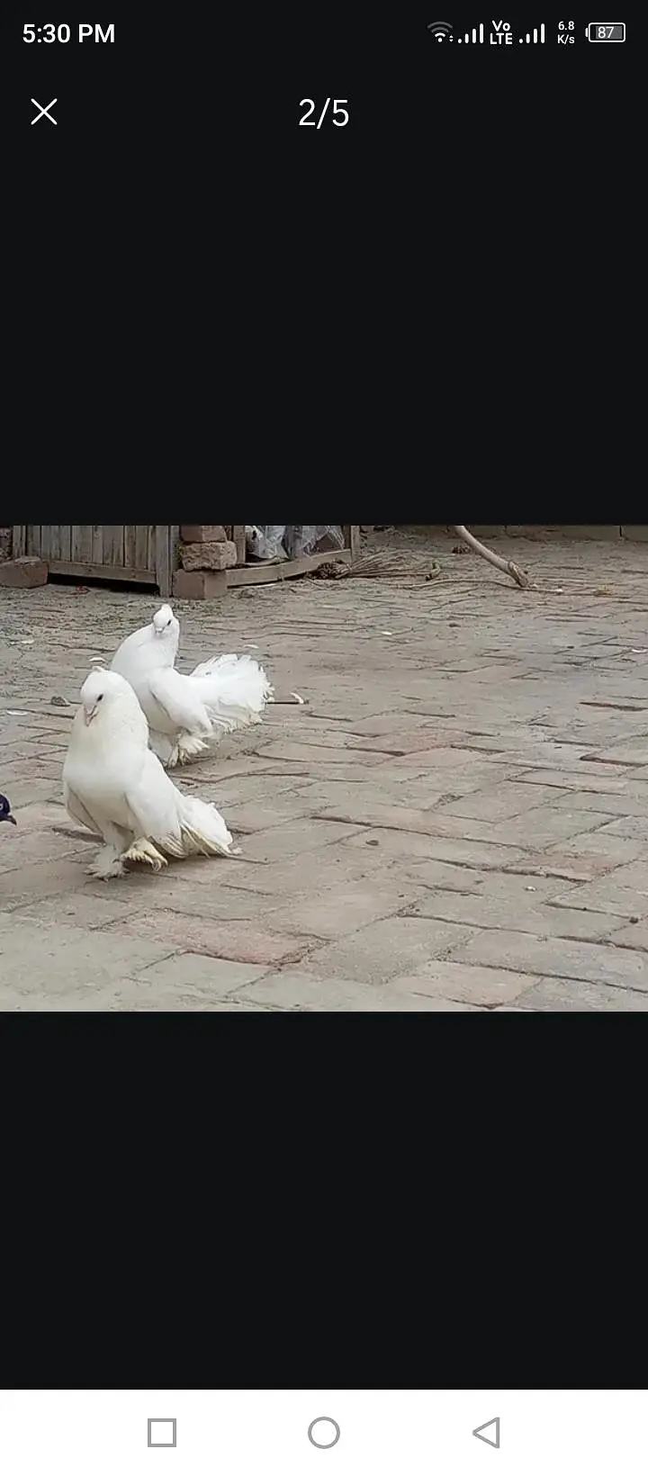 Indian Lakay white and black At Low price — photo 5