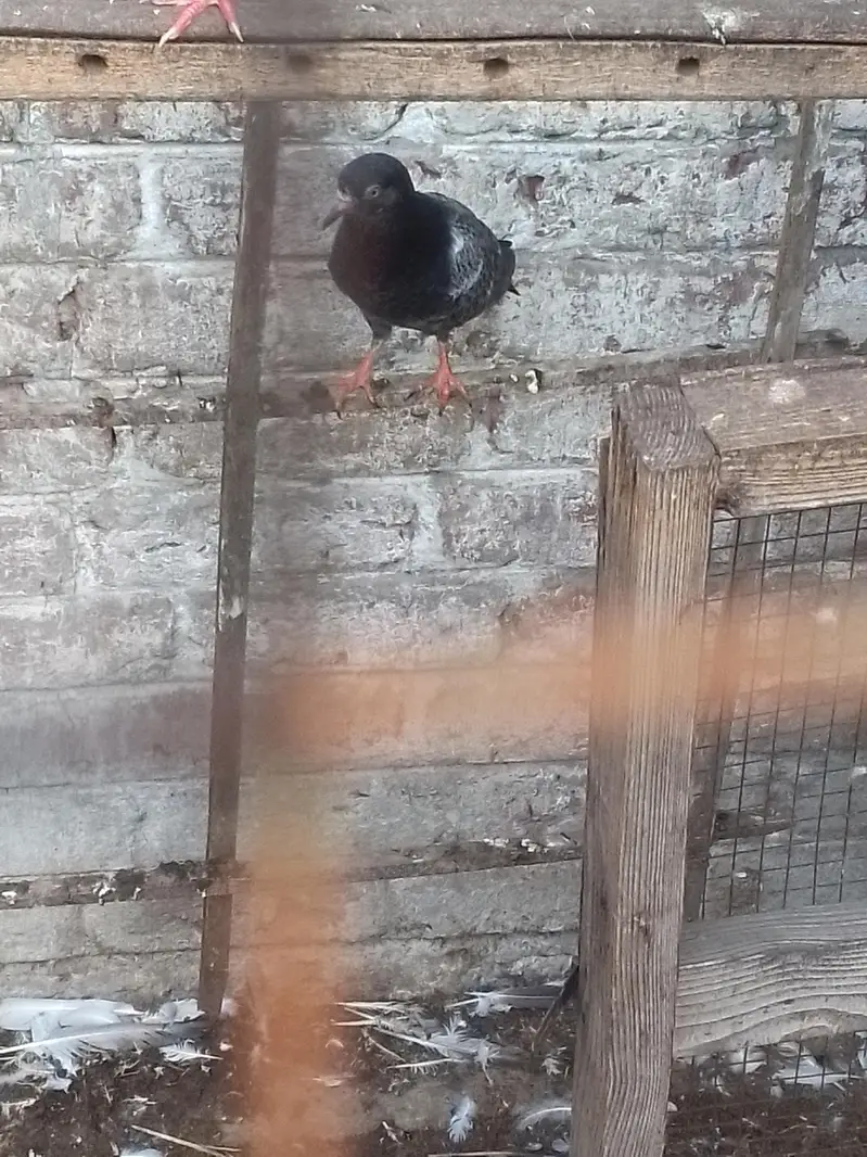 indian galwy bachy or tady or golden bohat hi nayaab Hain — photo 4