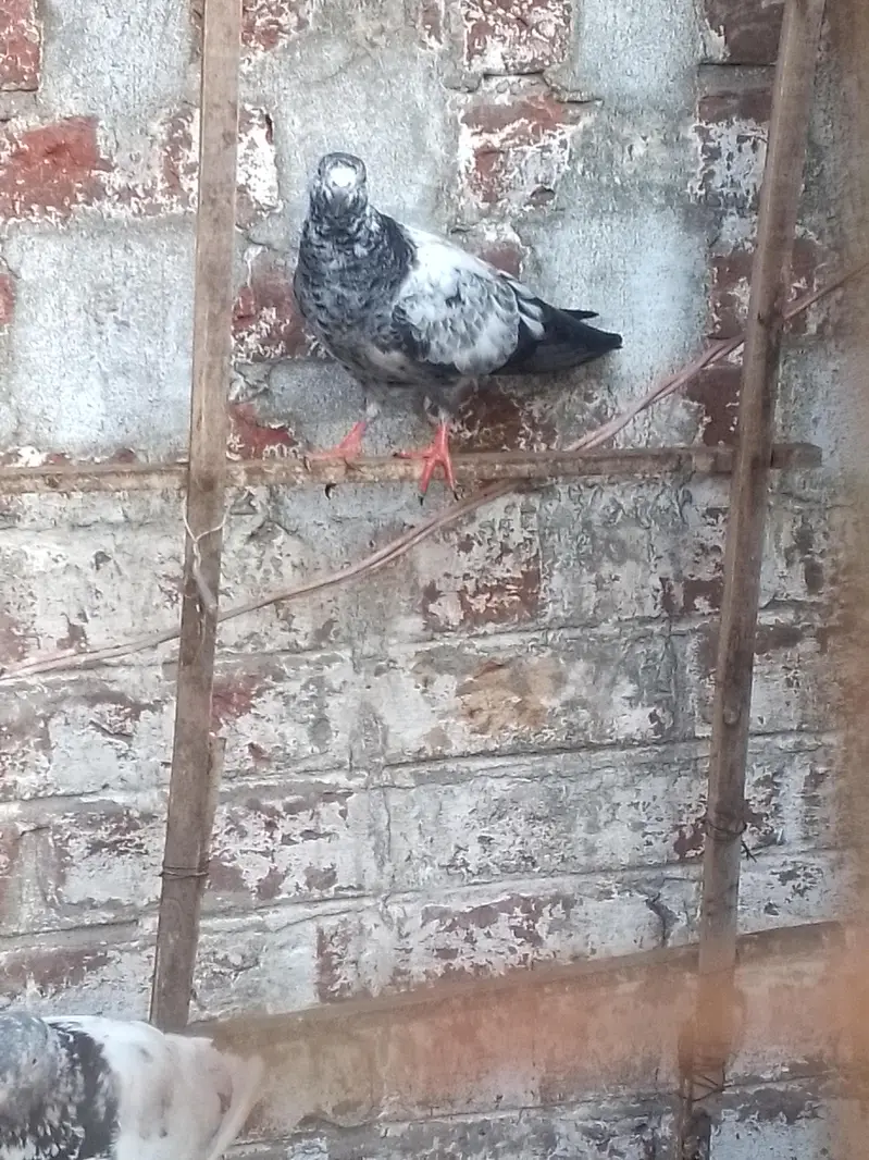 indian galwy bachy or tady or golden bohat hi nayaab Hain — photo 5