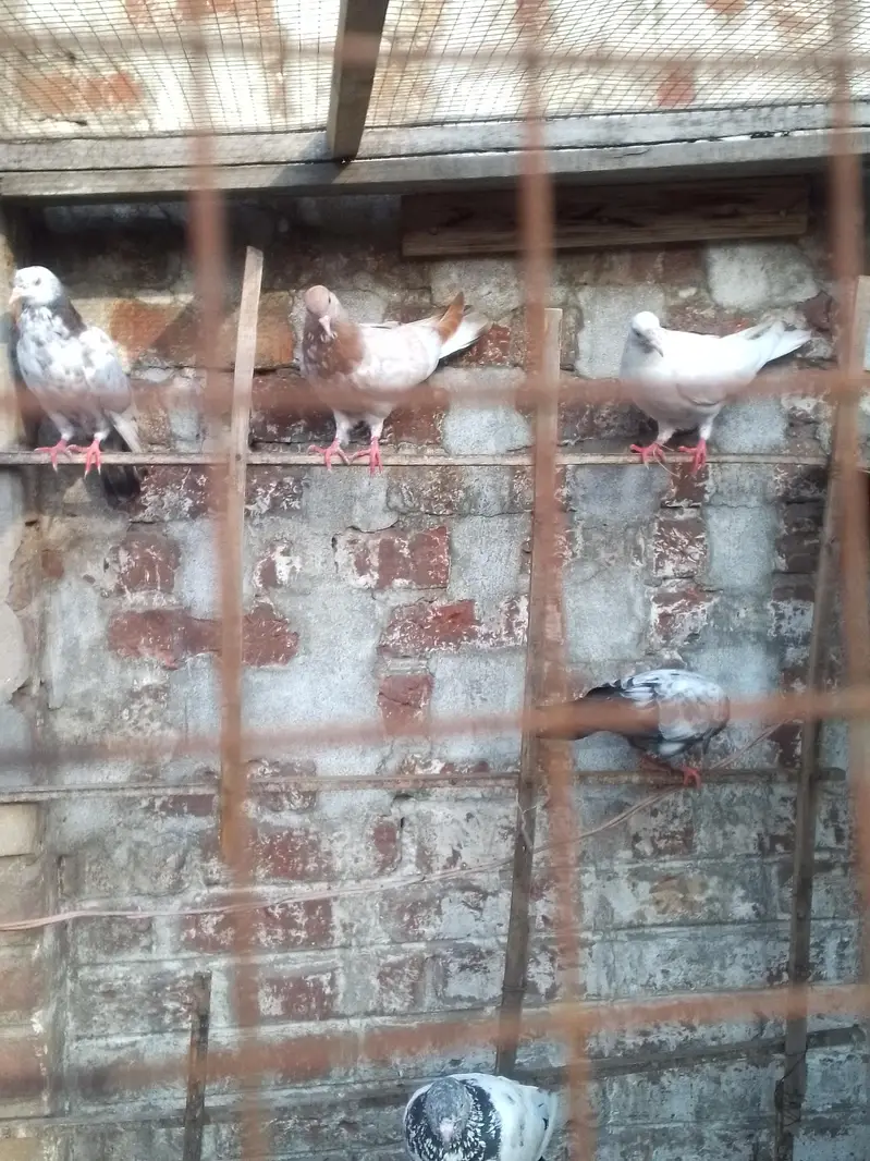 indian galwy bachy or tady or golden bohat hi nayaab Hain — photo 6