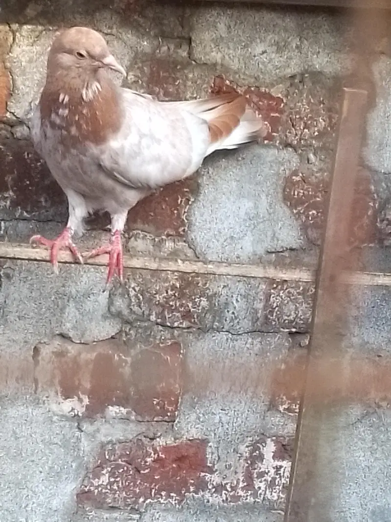 indian galwy bachy or tady or golden bohat hi nayaab Hain — photo 7