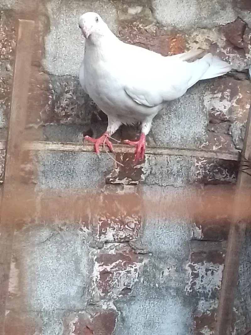 indian galwy bachy or tady or golden bohat hi nayaab Hain — photo 9
