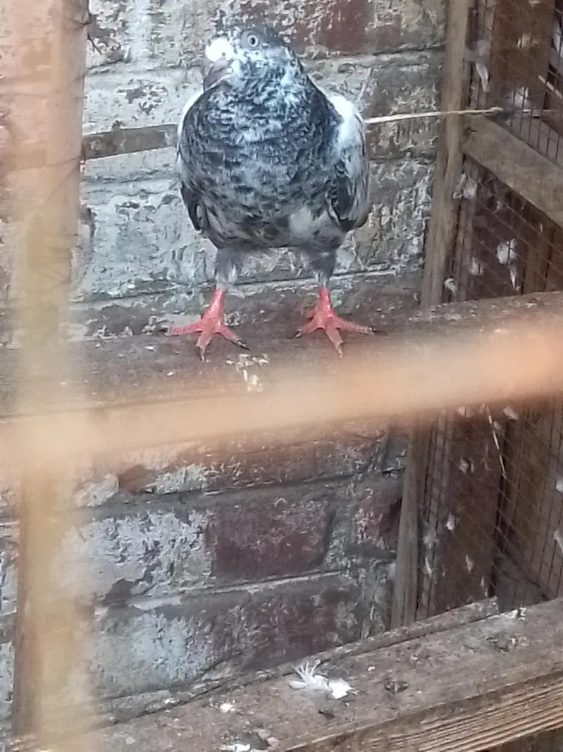indian galwy bachy or tady or golden bohat hi nayaab Hain — photo 10