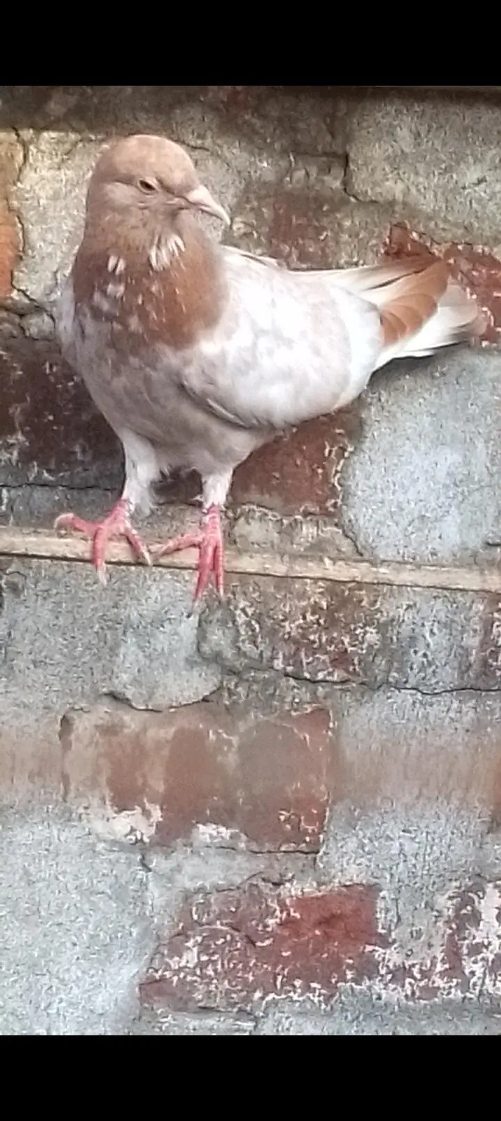 indian galwy bachy or tady or golden bohat hi nayaab Hain — photo 11