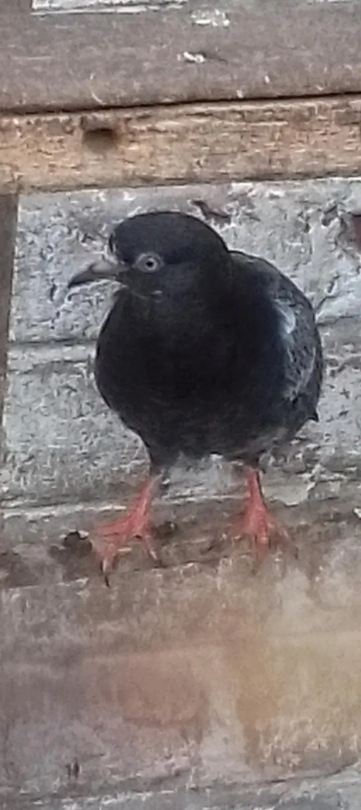 indian galwy bachy or tady or golden bohat hi nayaab Hain — photo 12