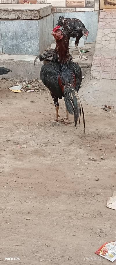 Murga Murgi our phata exchange possible with any other animals