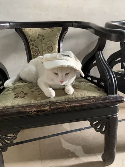 Cat (kho mane)
