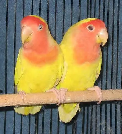 Pairs — photo 2