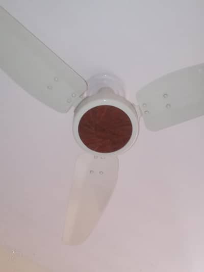 Roya celling  Fan