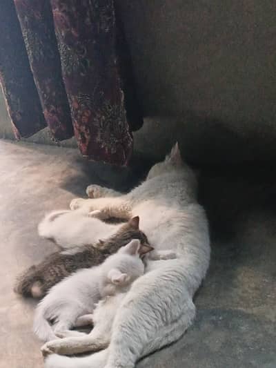 with3 billas