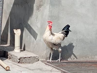 desi hens