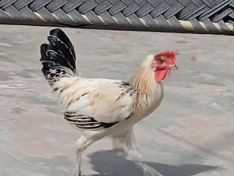 desi hens — photo 2