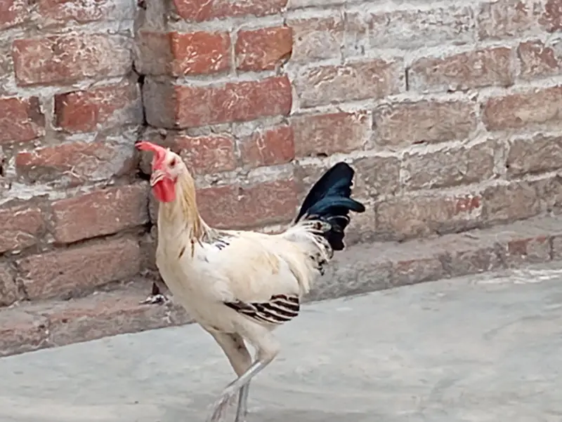 desi hens — photo 3