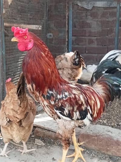 Desi Hens for sale