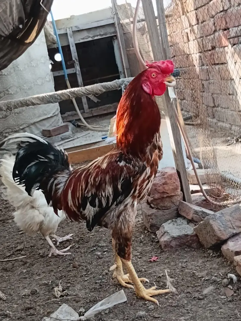 Desi Hens for sale — photo 2