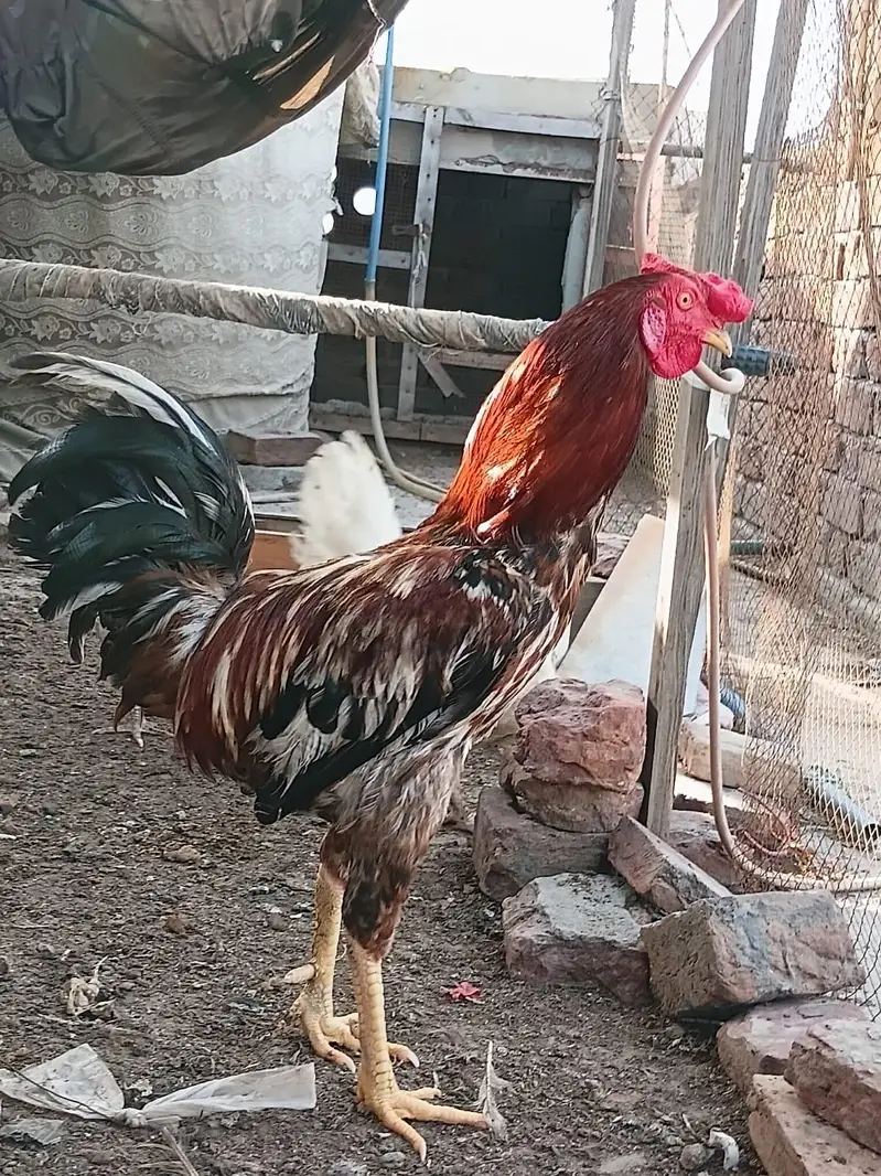 Desi Hens for sale — photo 3
