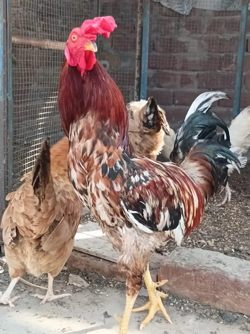 Desi Hens for sale — photo 4