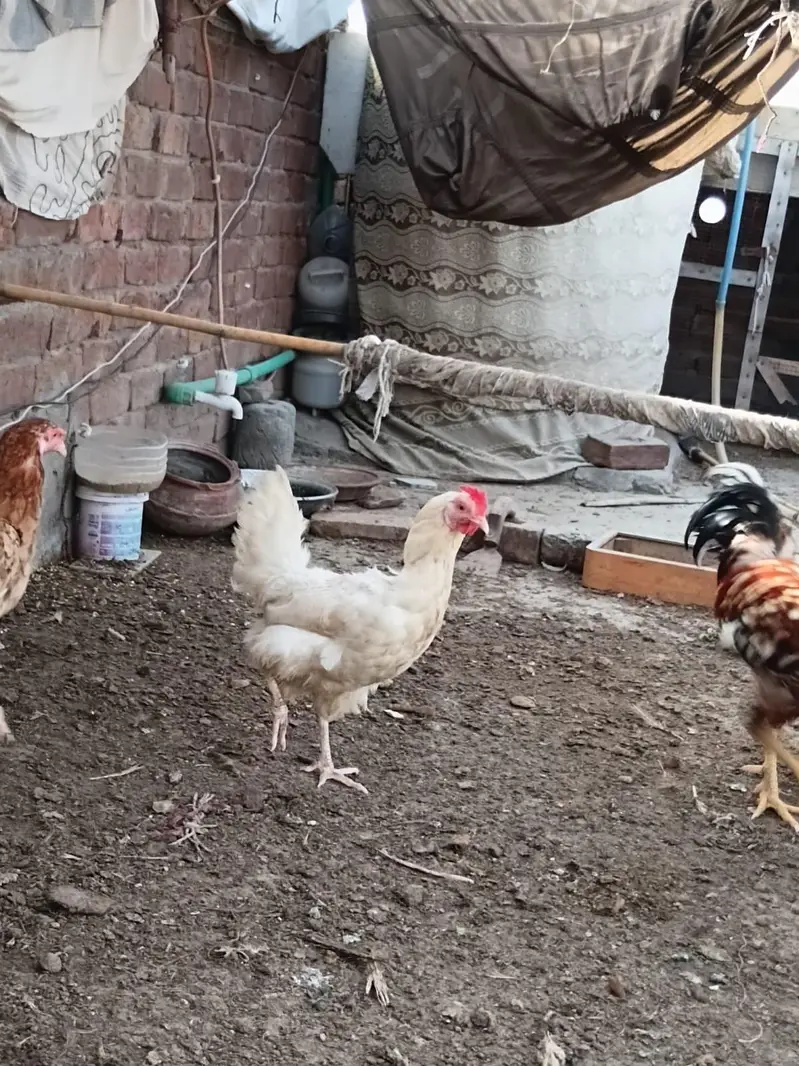 Desi Hens for sale — photo 5