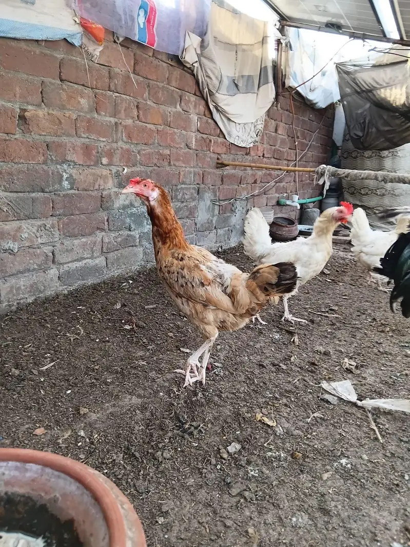 Desi Hens for sale — photo 6
