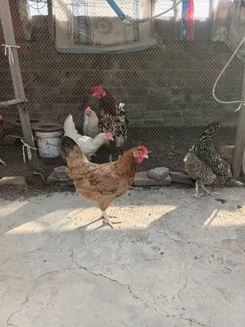 Desi Hens for sale — photo 7
