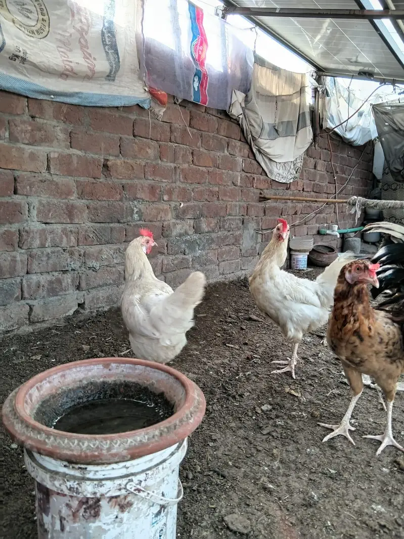 Desi Hens for sale — photo 8