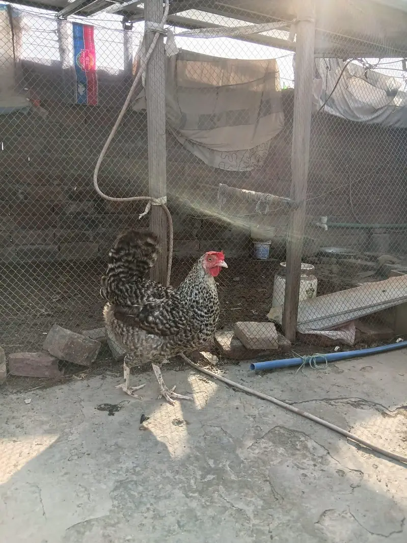 Desi Hens for sale — photo 9