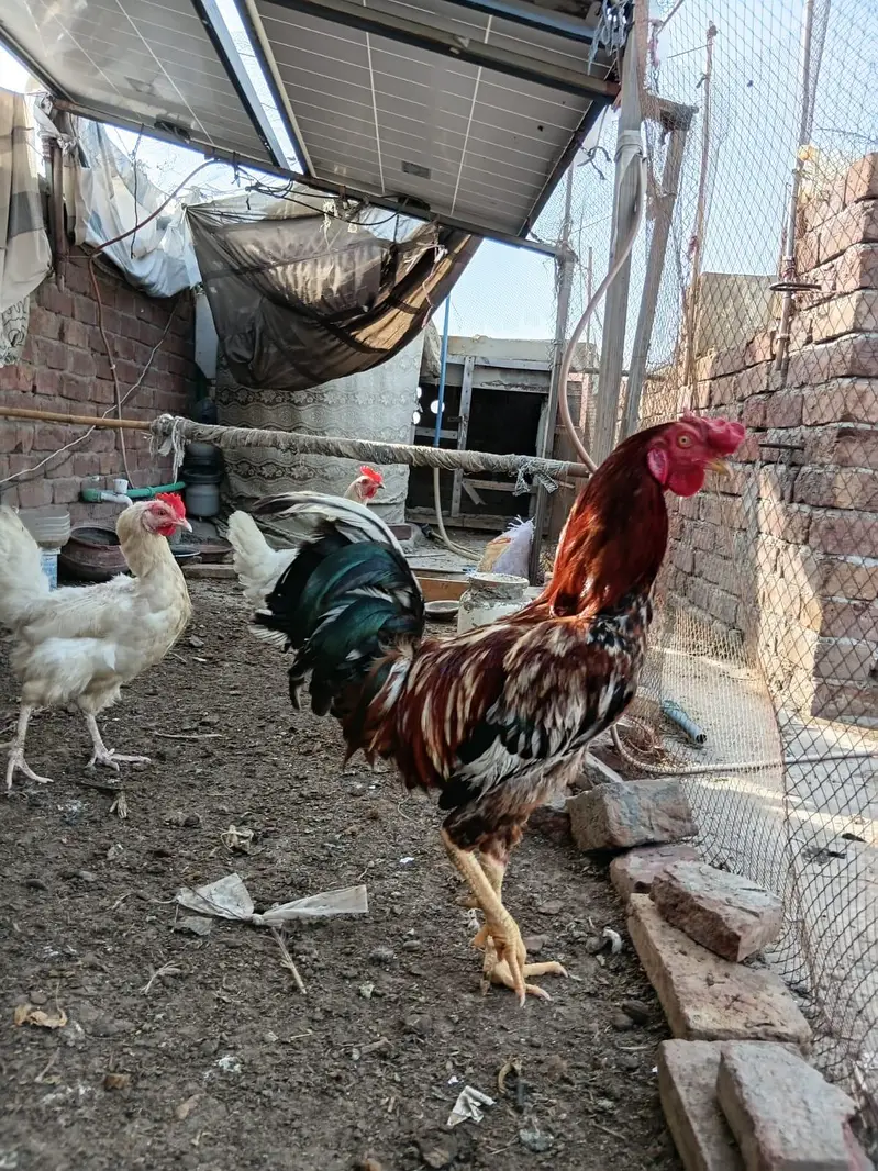 Desi Hens for sale — photo 10