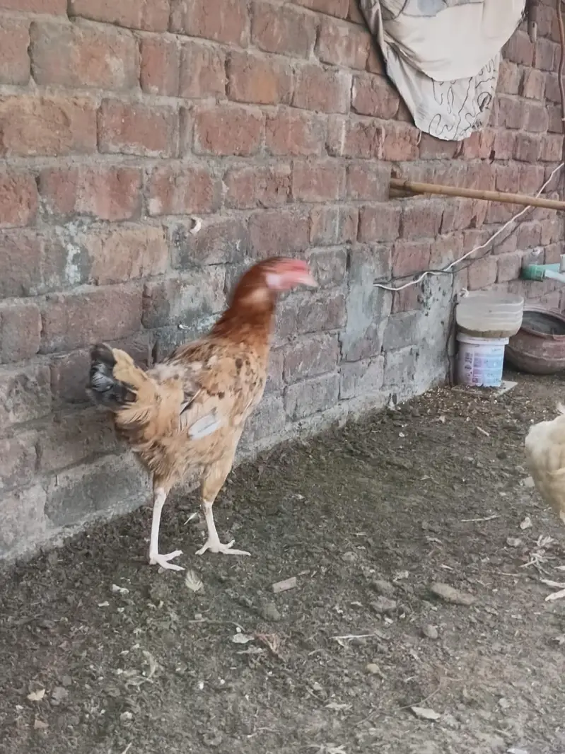 Desi Hens for sale — photo 11
