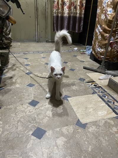 Cat For sale urgent