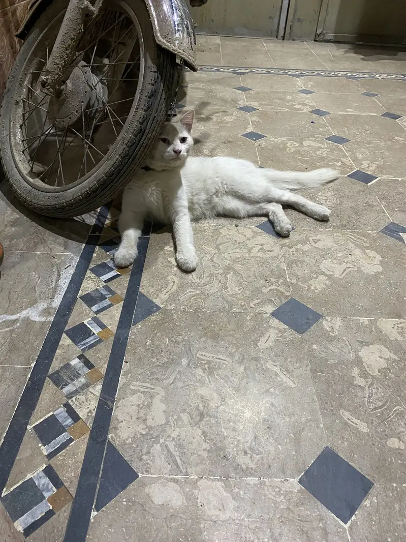 Cat For sale urgent — photo 2