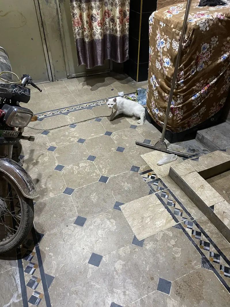 Cat For sale urgent — photo 3