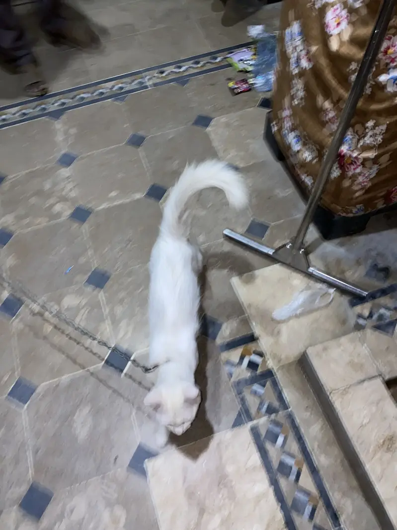 Cat For sale urgent — photo 4