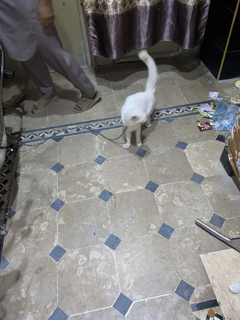 Cat For sale urgent — photo 5