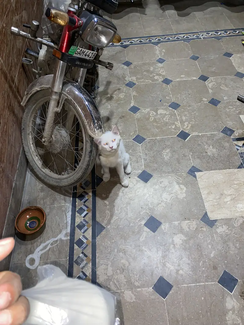 Cat For sale urgent — photo 6