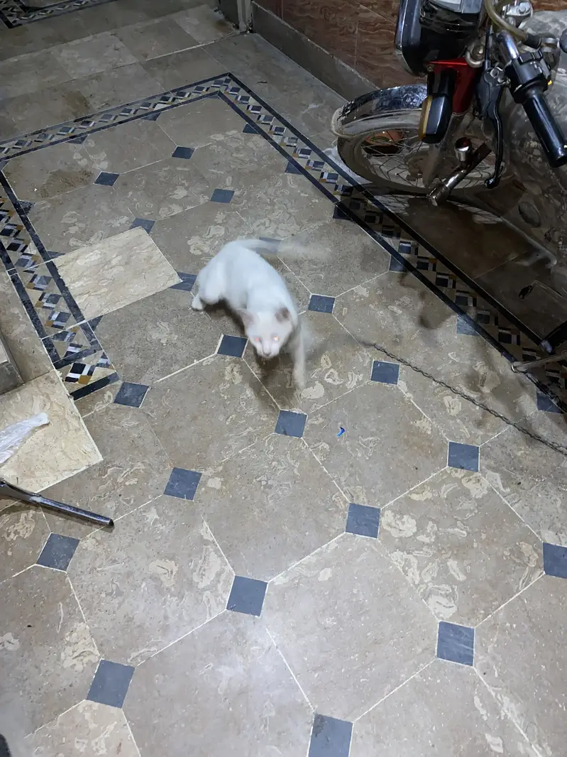 Cat For sale urgent — photo 7