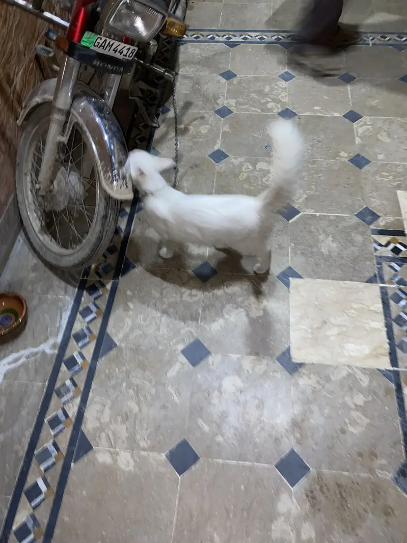 Cat For sale urgent — photo 8