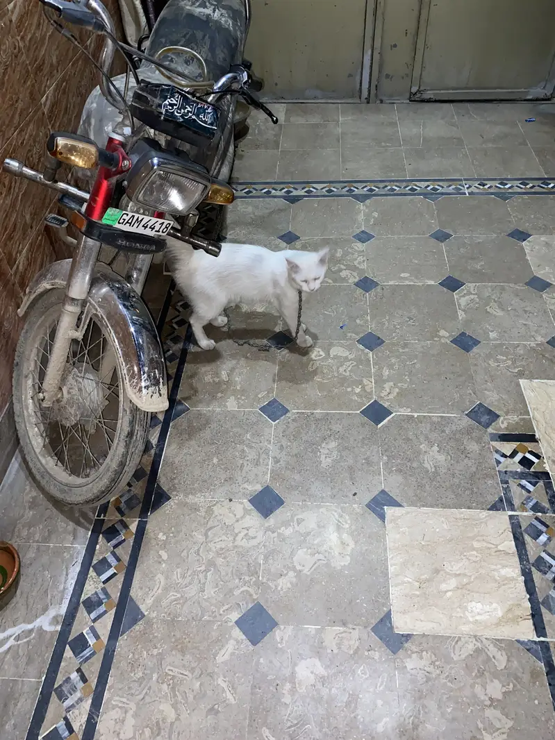 Cat For sale urgent — photo 9