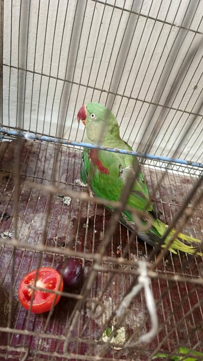 Raw kashmiri parrot