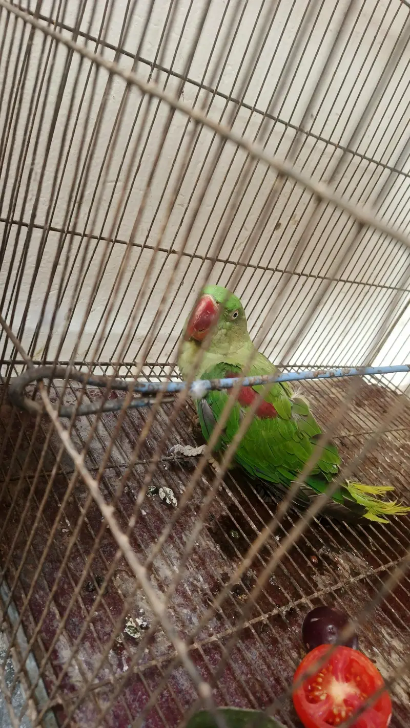 Raw kashmiri parrot — photo 2