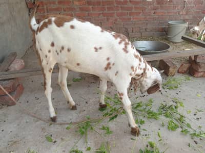 یہ دو بکری ہیں ایک بکرا ہے